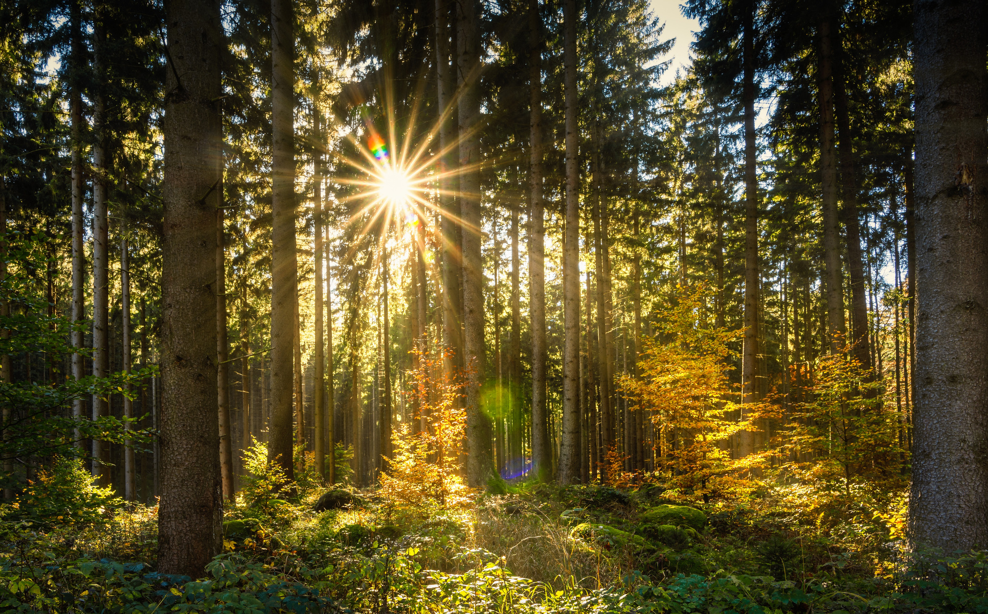 Sunny Forest In Spring